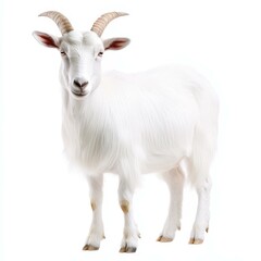 A lone goat stands proudly against a clean white backdrop, emphasizing its unique features in stunning clarity.