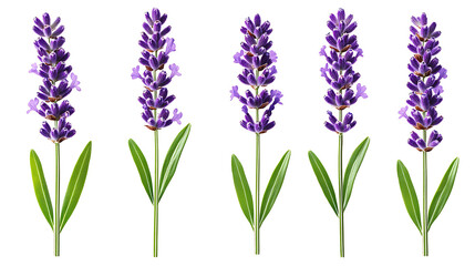 Fototapeta premium Lavender flowers with vibrant purple blooms and green leaves create serene and calming atmosphere in nature