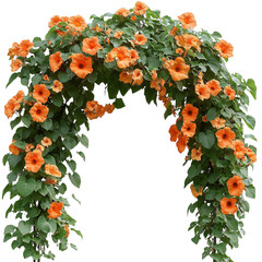 Large Trumpet Vine Arch with Orange Flowers Isolated on Transparent Background