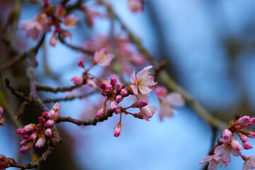 Blossoms of Early Spring Cherry blossoms against a blue sky

