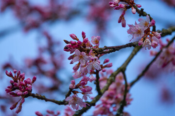 Blossoms of Early Spring Cherry blossoms against a blue sky