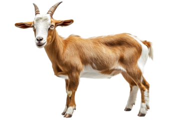 Kid goat standing on a white background showcasing its playful demeanor and distinctive black and white fur, perfect for animal lovers and farm enthusiasts looking for adorable features