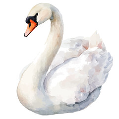 A watercolor vector of a swan, isolated on a white background. Swan vector.

