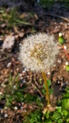 Flor de diente de león sobre fondo difuminado