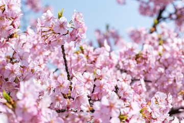 青空を背景に写した河津桜