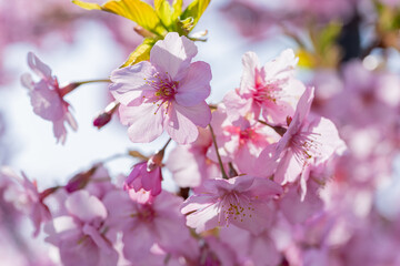 春の陽光と桜の花びら
