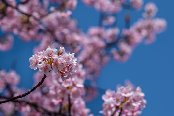 青空に映える河津桜