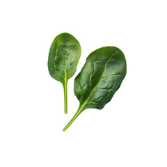 Fresh green spinach leaves on a transparent background, vibrant and healthy ingredient for salads and cooking, showcasing natural food and nutrition