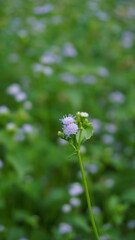 creative layout made of green leaves and purple flower