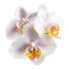 Delicate Phalaenopsis Orchid Flowers with Purple Spots on a Transparent Background, showcasing floral beauty and elegance for botanical designs
