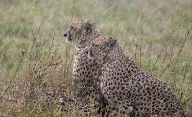 Cheetah Family in the Rain