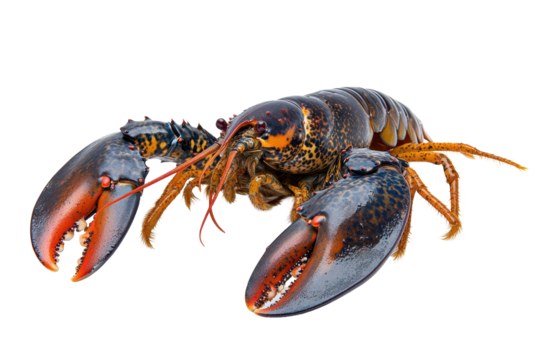 Fresh lobster on a transparent background, showcasing vibrant colors and distinct claws ready for culinary preparation or presentation