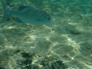Underwater in Mexico