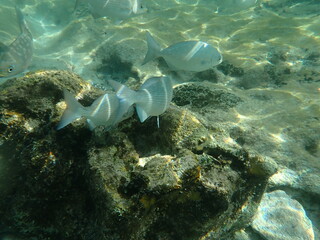 Underwater in Mexico