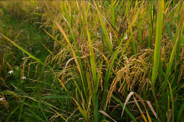 Golden Fields of Ripened Rice Plants in a Serene Rural Landscape