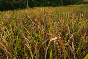 Golden Fields of Ripened Rice Plants in a Serene Rural Landscape