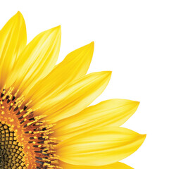 Closeup of vibrant yellow sunflower petals and seeds on a transparent background, showcasing summer bloom and natural beauty