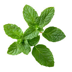 Fresh Green Mint Leaves Herbal Plant Nature