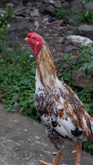 Colorful Rooster Standing Outdoors in a Natural Green Environment