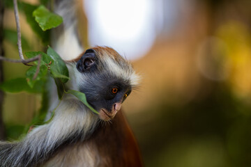 Curious Watcher in the Canopy – Red Colobus Monkey