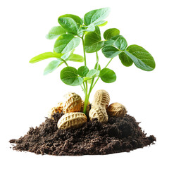 Peanuts Growing Underground Plant Isolated on Transparent Background