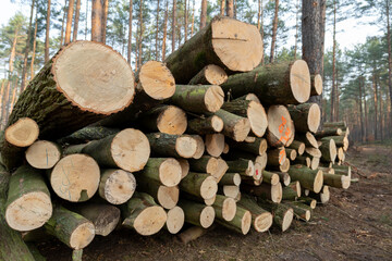 kłody drewna dębowego ułożone w stos