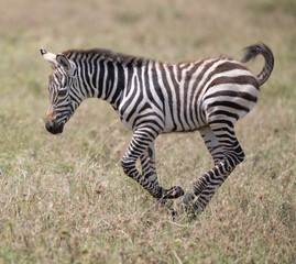 Obraz premium Frisky Zebra Foal