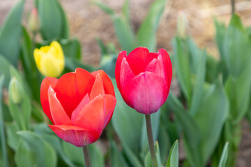 colorful tulips at the field