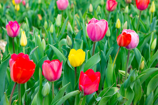 colorful tulips at the field - Powered by Adobe