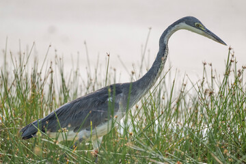 Gray Heron