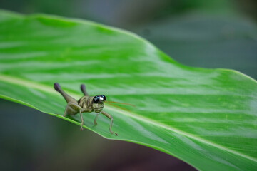 Pequeño saltamontes parado sobre una hoja verde en la amazonia peruana