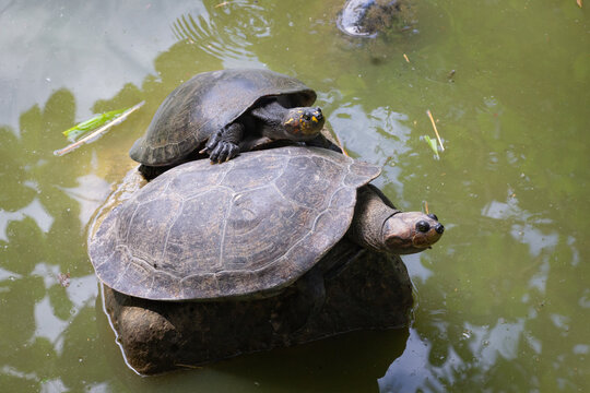 Grupo de tortugas a las orillas de una cocha en la amazonia peruana, Iquitos Per&uacute;