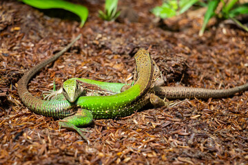 par de iguanas verdes caminando entre arbustos en la amazonia peruana, Iquitos Perú