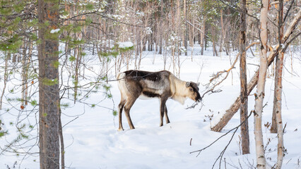 Norwegen (2025-03) - Rentiere