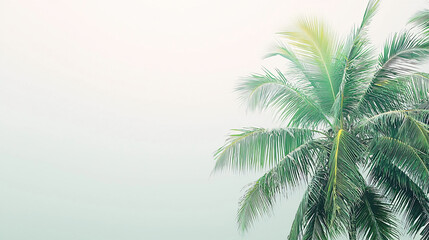 Mysterious palm tree standing tall in the fog creating a dreamy tropical landscape scene evoking serenity and natural beauty.