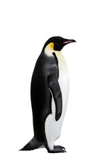 Fototapeta premium A majestic emperor penguin stands tall against a stark white background, its sleek black and white feathers gleaming in the light, a symbol of Antarctic resilience.