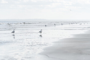 seagulls on the beach