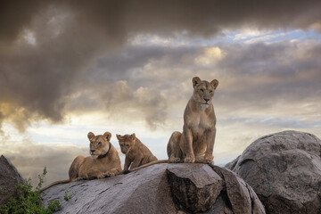 Lion Family on Kopje