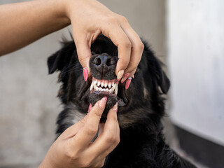 A small black dog with brown and white spots shows its teeth as a woman’s hand touches its mouth.