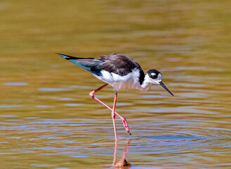A Black-necked Stilt with a large red eye, glistening feathers and pretty pink legs leaning over to forage for food in shallow waters.	