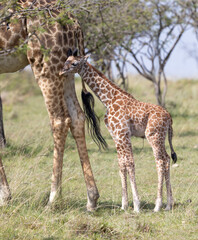 Day old giraffe calf with Umbilical Cord Remnant