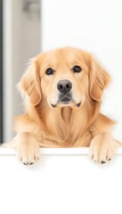 Golden Retriever Puppy Portrait. (1)