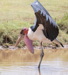 Marabou Stork