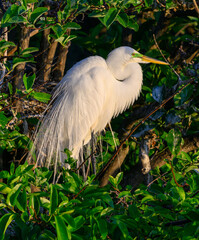 Egret