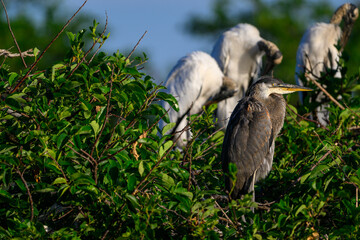 great blue heron