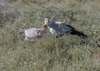 Secretary Bird Feeding Young