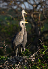 great blue heron