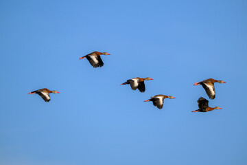 birds in flight