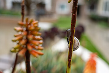 Snails and plants after the rain