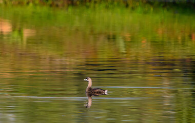 Duck on pond